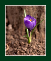 Crocus