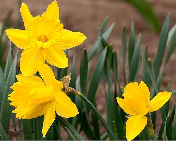 Daffodil