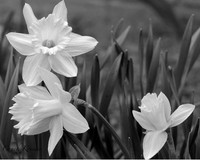 Daffodil B&W