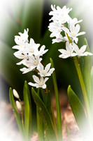 Hyacinth