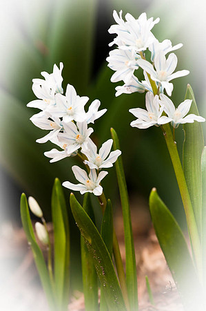 Hyacinth